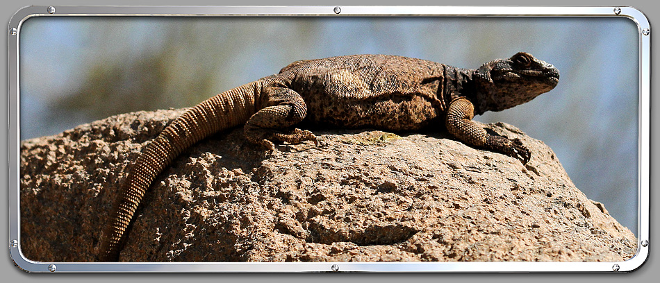 Chuckwalla