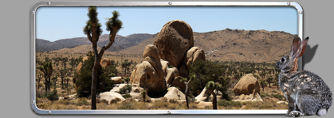 Joshua Tree NP