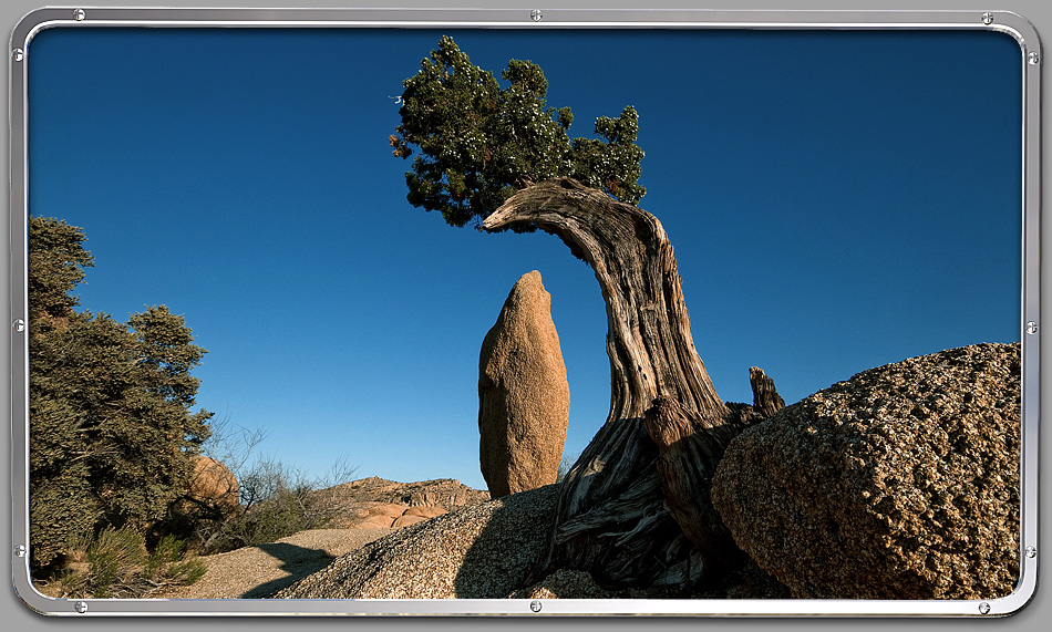 Joshua Tree NP Juniper