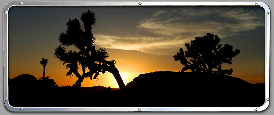 Joshua Tree NP