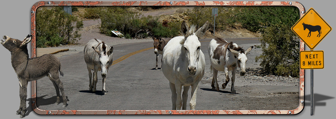 Oatman Burros