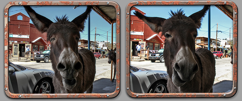 Oatman Burros