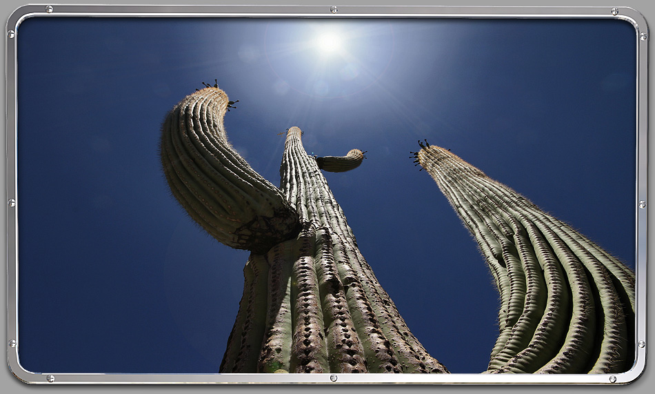 Saguaro Nationalpark