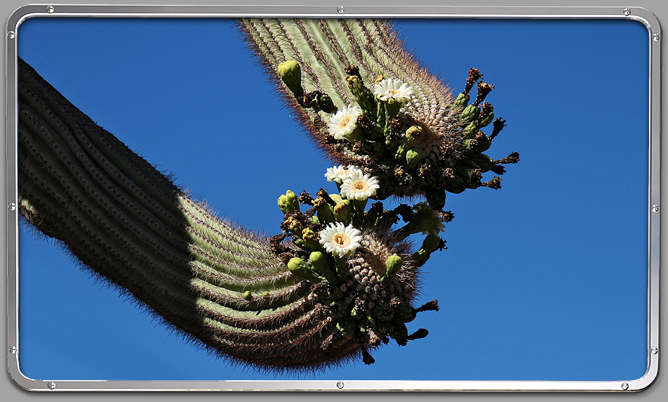 Saguaro Nationalpark