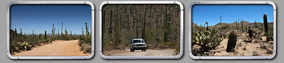 Saguaro Nationalpark