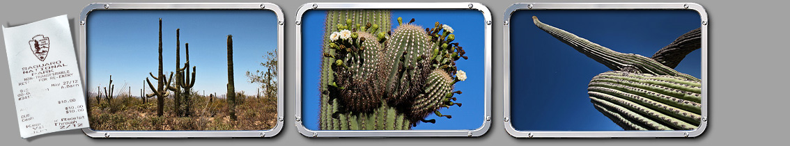 Saguaro Nationalpark