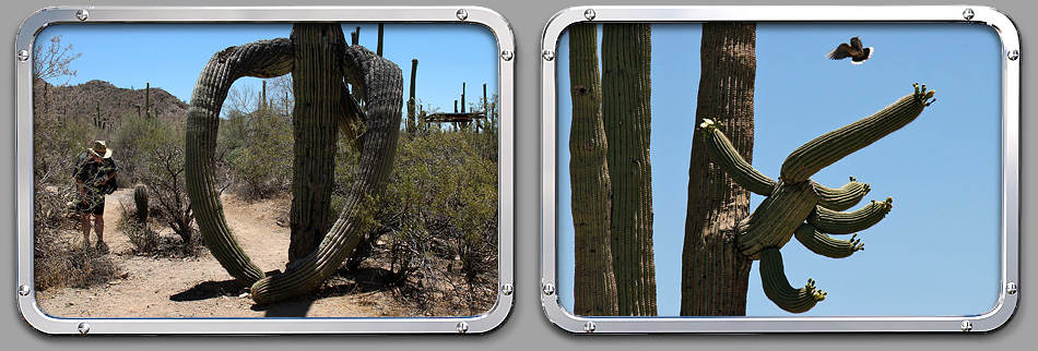 Saguaro Nationalpark