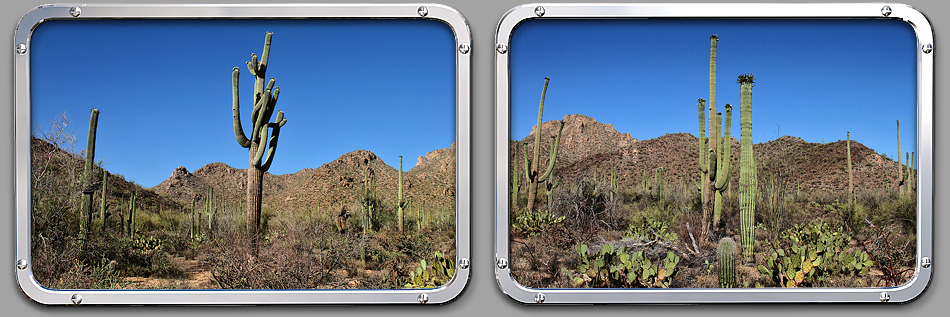 Saguaro Nationalpark