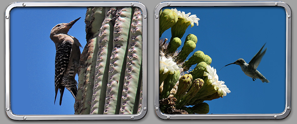 Saguaro Nationalpark