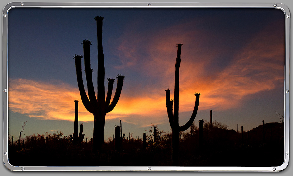 Saguaro Nationalpark