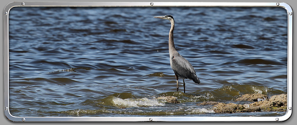 Salton Sea