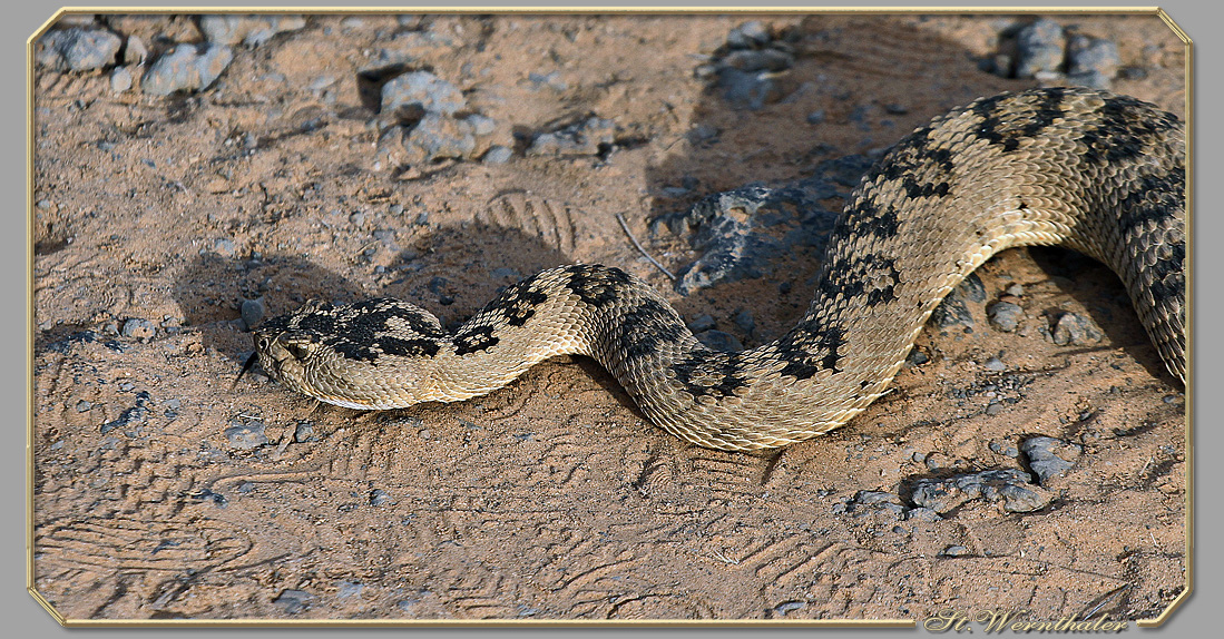 Arizona Sonora Desert Museum